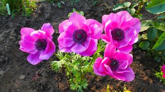 Close-up of the beautiful, blooming, pink and purple anemones in the garden, among the colorful plants