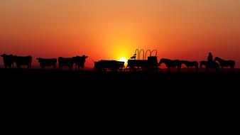 silhouette of animals on the hill during sunset