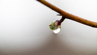 incredible Drop Of Water