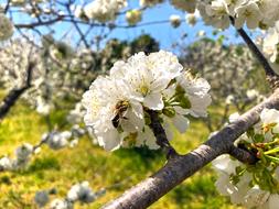 White Flower Tree attractive