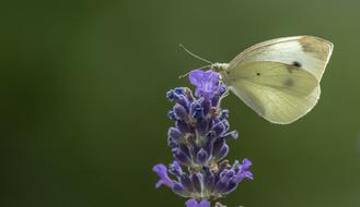 Bloom Butterfly