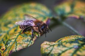 Bee on Leaf