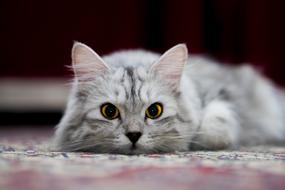 adorable grey fluffy cat