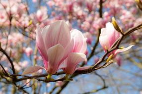 amazing Magnolia Spring