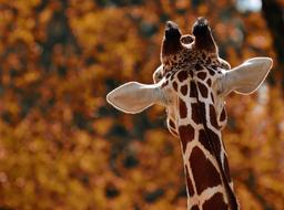 incredible Giraffe Animal