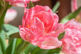 attractive Tulip Flower Pink