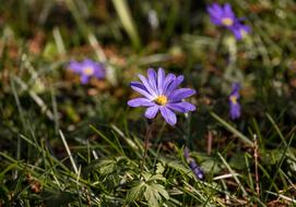 blue small flowers on the grass close-up on a blurred background