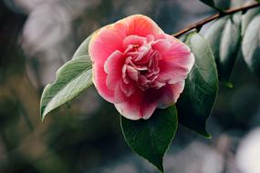 azalea shrub with flower