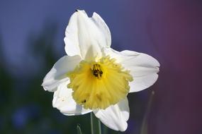macro photo of a white daffodil