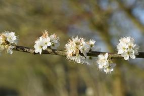 incredible Shrub Flower
