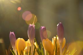 enchanting Crocus Early Flowers