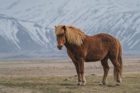 brown horse on the background of a snowy mountain in Iceland
