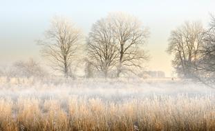 Beautiful, foggy landscape, with the colorful field, with the trees, at colorful and beautiful sunset