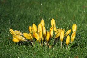 enchanting Crocus FrÃ¼hlingsanfang Flowers