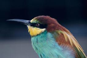 European Bee Eater, close up of colorful Bird with long beak