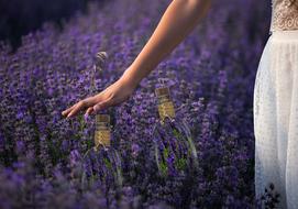 Spring Lavender