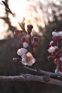 attractive Apricot Flowers