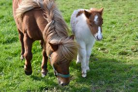 Shetland Pony Foal