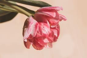 wonderful cute pink Flower