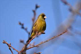 little bird on a branch on a blurred background