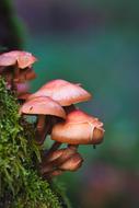 brown mushrooms on a tree on a blurred background