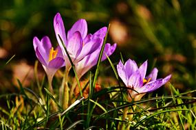 delightful Crocus Flower