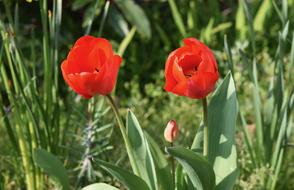 red tulips in green grass