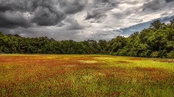 Colorful Blooming Wildflowers in a Countryside in Mississippi, America