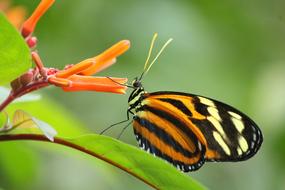 exotic Butterfly on blooming plant