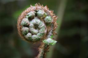 macro photo of a young sprout of fern
