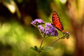 Orange Butterfly feeding on purple flower