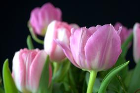 purple double Tulips at dark background