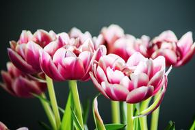 splendid Spring Flowers Pink on a blurred background