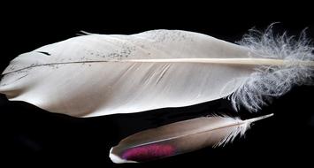 bird feathers on black background