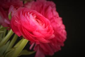 pink Ranunculus Flower Blossom