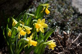 Daffodils as a Small Flowers