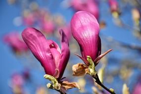 Violet Magnolia Plant