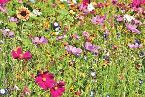 pink Meadow Wildflowers