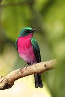 green bird with pink breast on a blurred background