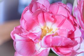 pink double Tulip Blossom close up
