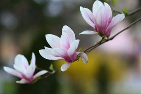 gorgeous Magnolia White Flower