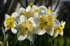 group of white and yellow Daffodils outdoor