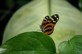 striped butterfly on a green leaf, close-up