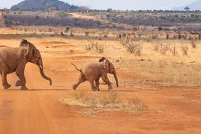 Safari Elephants