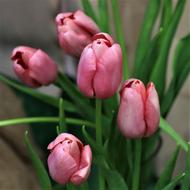 gorgeous Tulips Flowers Bouquet