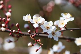 amazing Ornamental Cherry Blossom