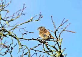 Bird Dunnock