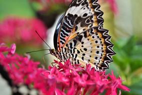 incredible Butterfly