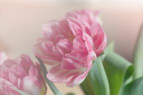 open tender tulips