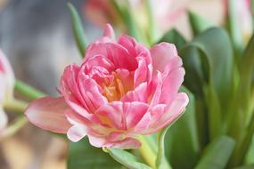 gorgeous Flower Blossom